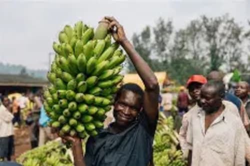 bananas(matoke) 35 kg