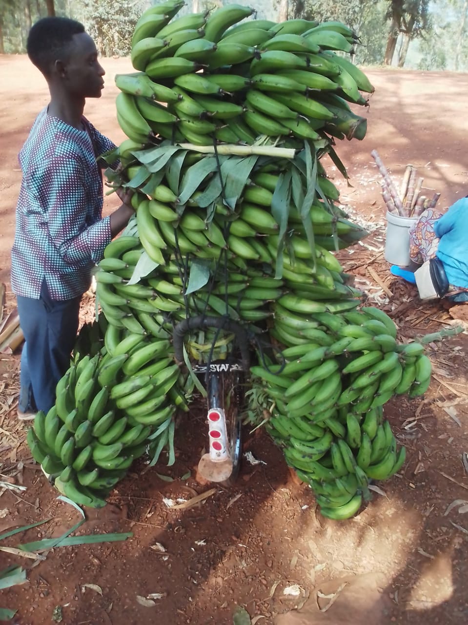 bananas(matoke) 25kg